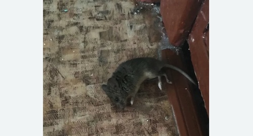 Дезинфекция от мышей в Баксане