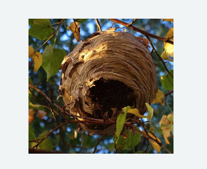 Обработка от шершней в Баксане