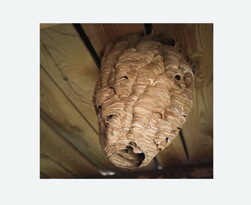 обработка от шершней в Баксане