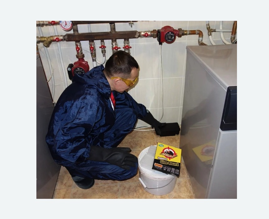 Уничтожение крыс в Баксане