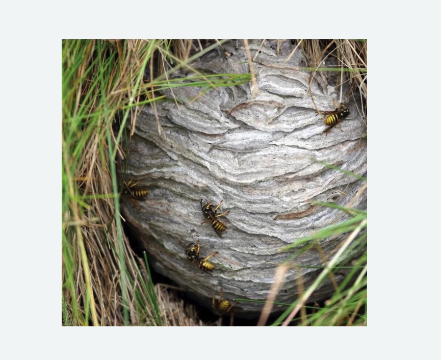 Уничтожение ос и ульев в Баксане